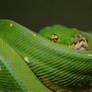 Green Tree Python