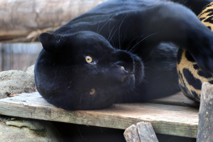 Black Jaguar 5 By 8TwilightAngel8 On DeviantArt black-jaguar-5-by-8twilightangel8-on-deviantart
