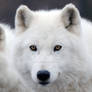 Arctic Wolf 13