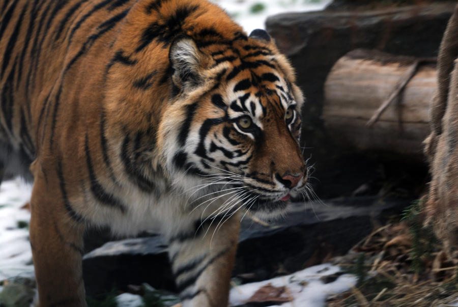 Sumatran Tiger 4