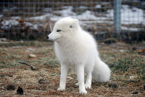 Arctic Fox 11