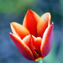 Red and Yellow Tulip