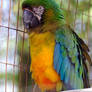 Green Winged Macaw