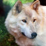 Cheyenne, Forest Wolf