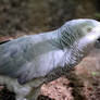 African Gray Parrot