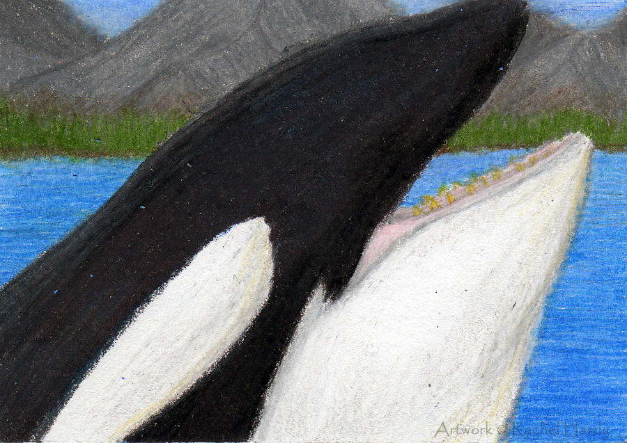 ACEO Orca Whale