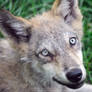 Gray Wolf Pup