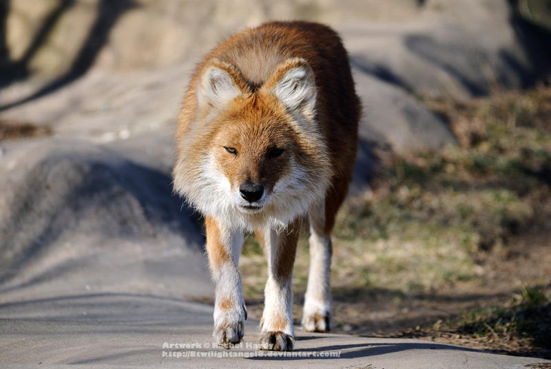 Dhole Stalker