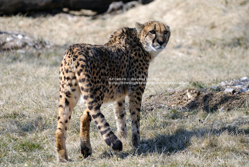 African Cheetah