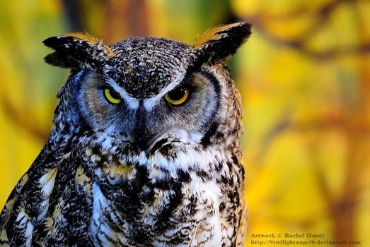 Great Horned Owl