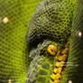 Green Tree Python