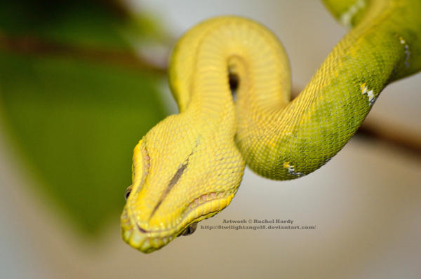 Derpy the Green Tree Python by 8TwilightAngel8 on DeviantArt