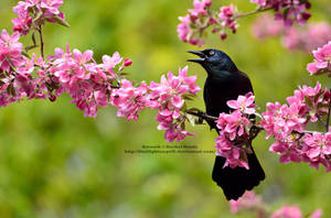 Spring Grackle by 8TwilightAngel8 Spring Grackle by 8TwilightAngel8