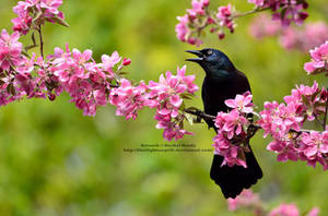 Spring Grackle by 8TwilightAngel8