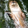 Playful Otters