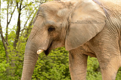 Gorgeous Elephant