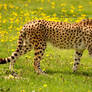 African Cheetah Profile