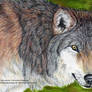 Gray Wolf - Derwent Pencils