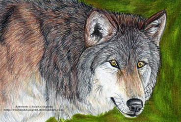 Gray Wolf - Derwent Pencils by 8TwilightAngel8