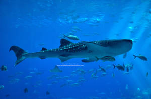 Whale Shark by 8TwilightAngel8