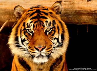 Sumatran Tiger