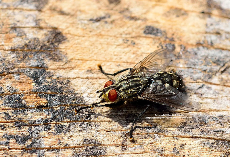 Grooming Fly