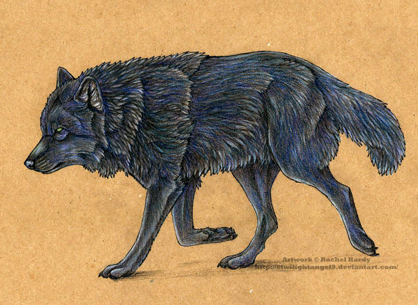 Black Wolf