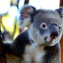 My First Koala