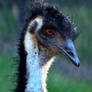 Emu