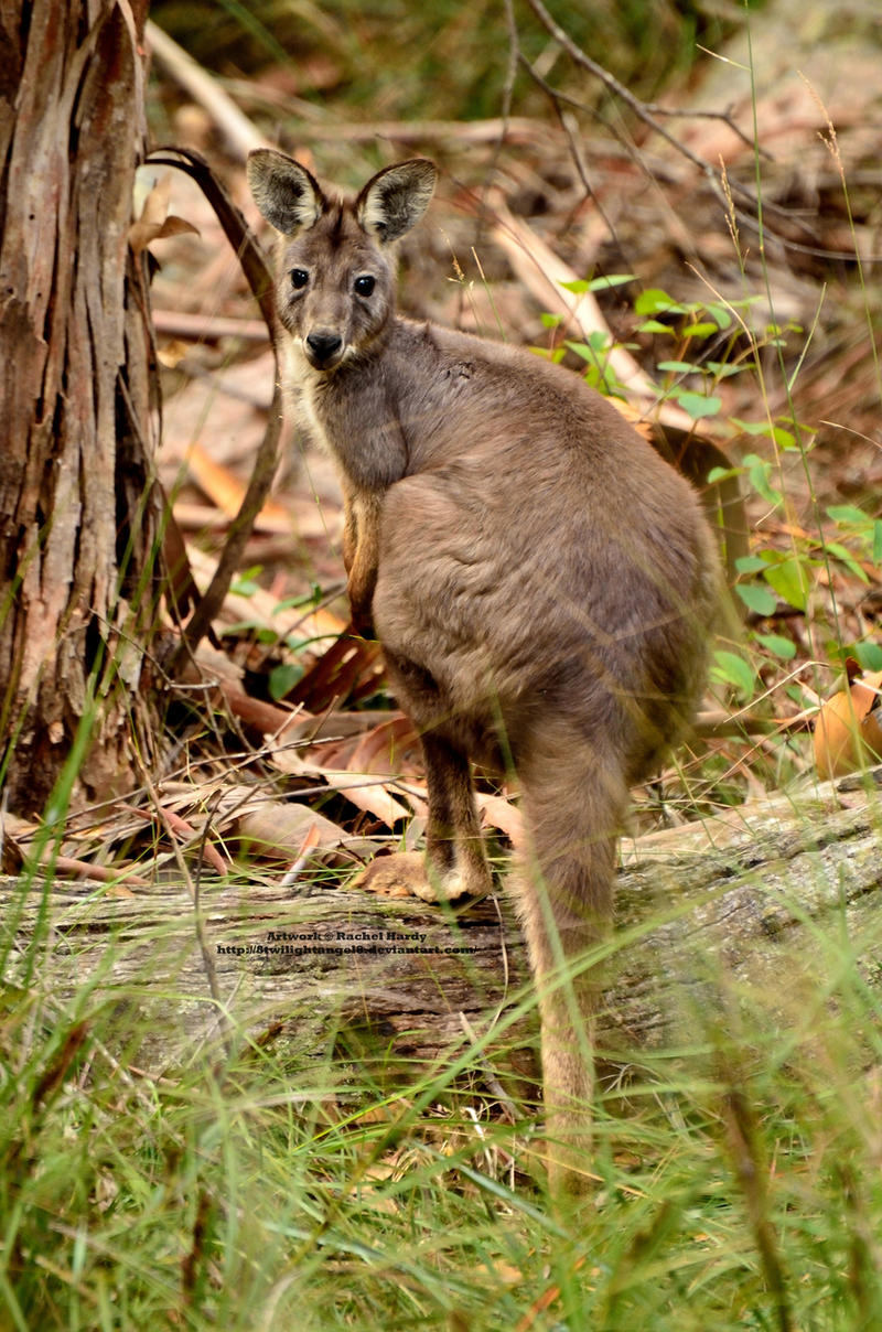 Wild Wallaby