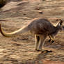 Bounding Gray Kangaroo