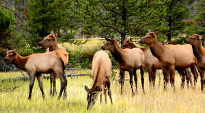 Elk Herd