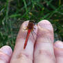 Dragonfly on My Hand