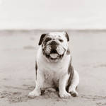 Bull Dog by sharadhaksar