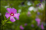 summer feelings by Dave-Derbis
