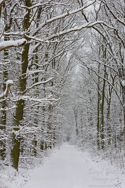 Winter Walk