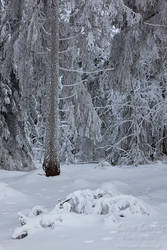 Deep Snow Forest