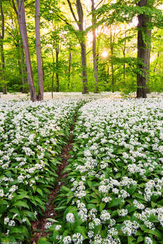 Wild Garlic Trail