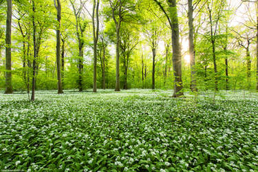 Bloomming Bears Garlic by Dave-Derbis