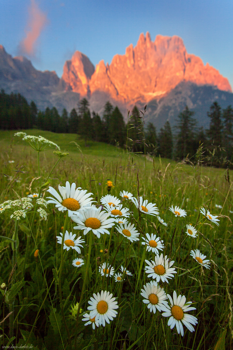 Wildflower Alpenglow