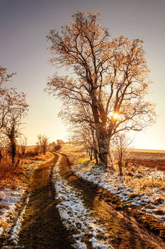 The Way Home Winter