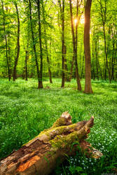 Spring Forest Sun by Dave-Derbis