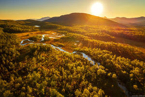 Arctic Forest Sun