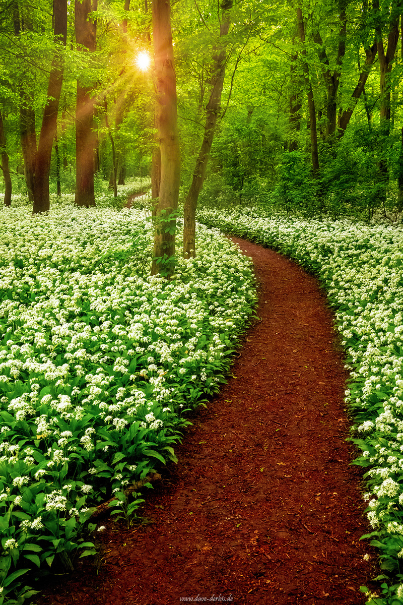 Spring Forest Dream Path