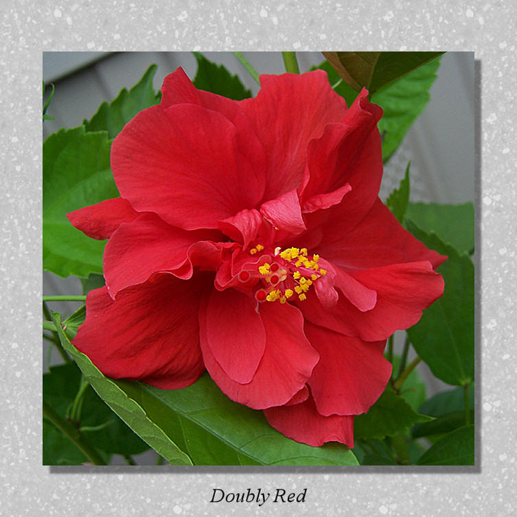 Doubly Red