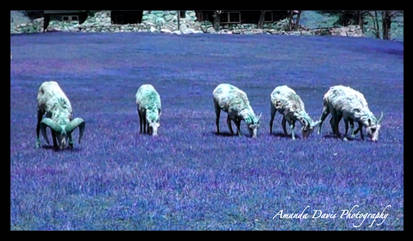 Bighorns at Lunch