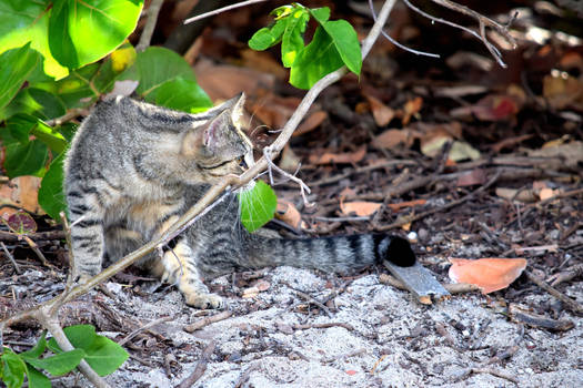 Cat on the Prowl