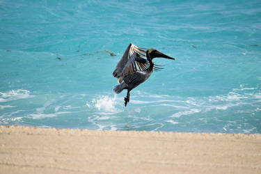 Pelican taking Flight