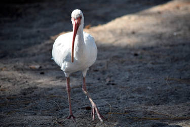 American White Ibis