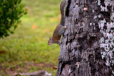 Squirrel on a tree